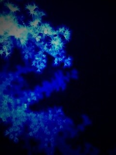 Кораллы обои