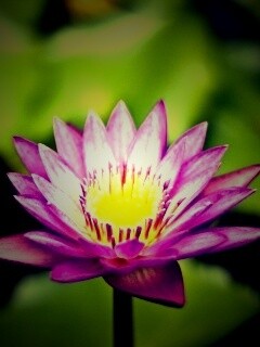 Фиолетовый цветок обои