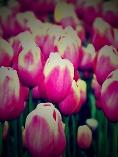 Море розовых тюльпанов обои