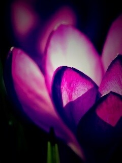 Фиолетовый крокус обои