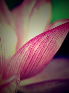 Лепестки цветов обои