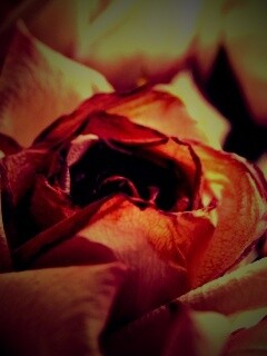 Увядающая роза обои