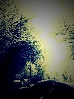 Дорога через зимний лес обои