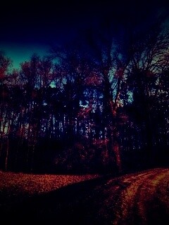 Дорога в лес обои