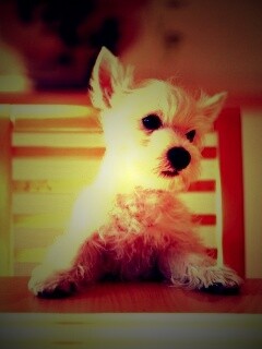 Щенок на стуле обои