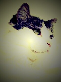 Белый кот с серой макушкой обои