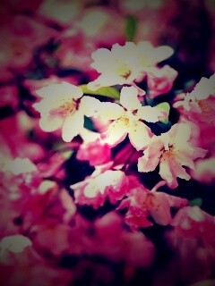 Весенние цветы обои