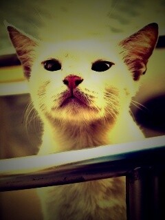 Настороженно принюхивающийся кот обои