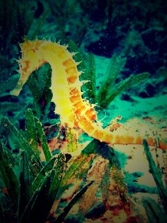 Морской конек обои