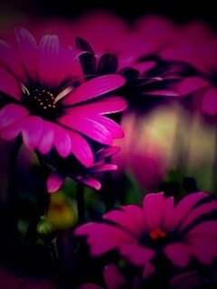Яркие фиолетовые цветы обои