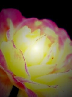 Картинка с нежным розовым цветком обои