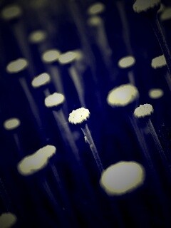 Молодые стебли обои