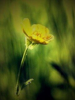 Маленький жёлтый цветочек обои