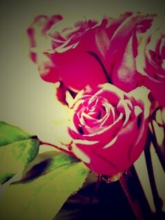 Букет розовых роз обои