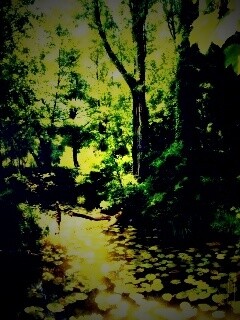 Пруд в лесу обои