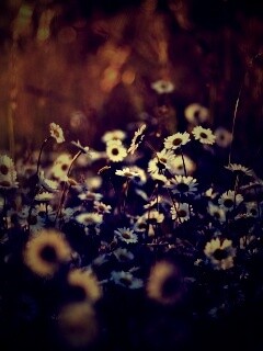 Поле ромашек обои