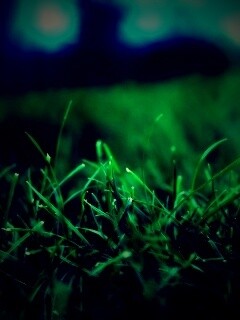 Сочная трава обои