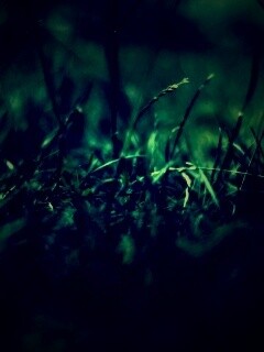 Трава в макро режиме обои