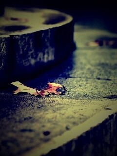 Лист на ступеньках обои