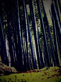 Заросли бамбука обои