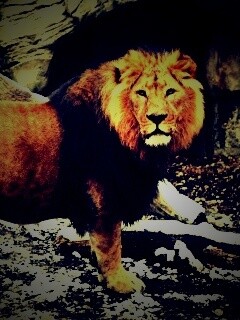 Красивый лев в лесу обои