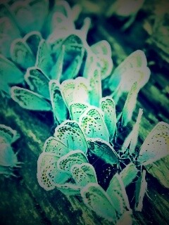 Голубые бабочки обои