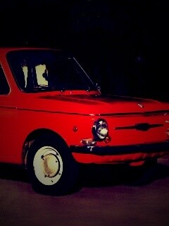 Оранжевый ушастый запорожец обои