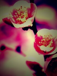 Великолепный цветок обои