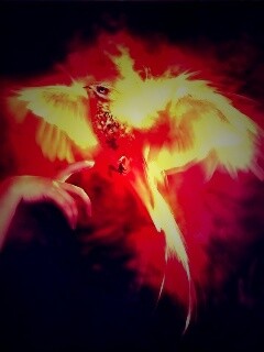 Феникс обои