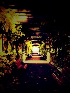 Узкая аллейка обои