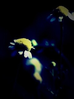 Стремный лепестун обои