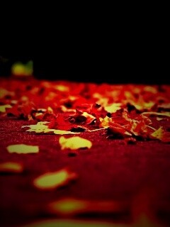 Дорога в листьях  обои