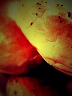 Булочки с маком обои