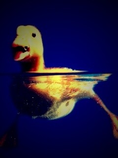 Утёнок в воде обои