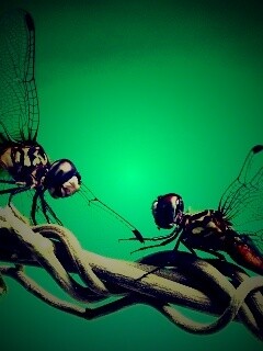 Две стрекозы обои