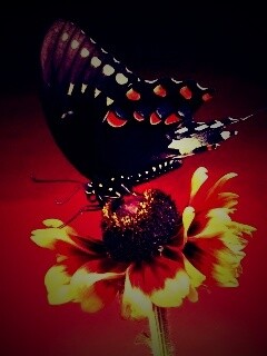 Бабочка на цветке обои