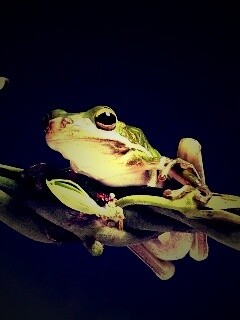 Лупоглазая лягушка на лиане обои