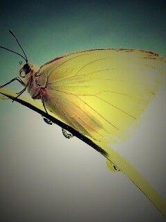 Жёлтая бабочка на стебельке обои