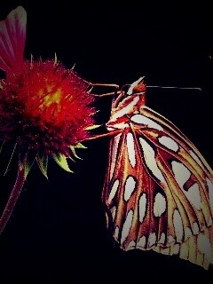 Бабочка на цветке обои