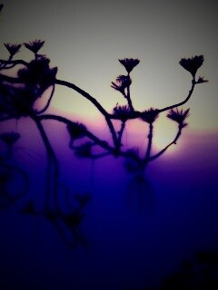 Ленкоранская акация на фоне синего заката обои