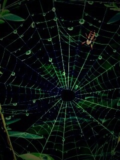 Паутина и паук обои