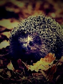 Ежик в осенней листве обои