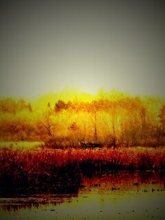 Живописные болота обои