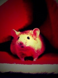 Толстый новогодний мышонок обои