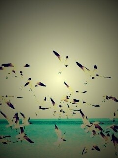 Стая взлетающих чаек обои