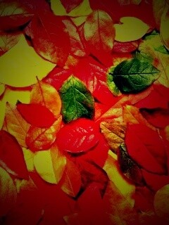 Цветной ковёр из листьев обои