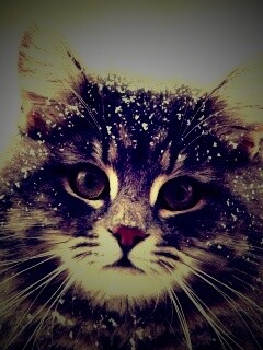 Кот в снегу обои