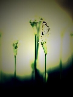 Бабочка на цветке обои