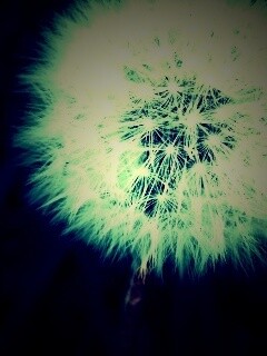 Одуванчик обои