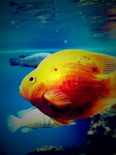 Жёлтая рыбка обои